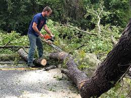 Best Tree Preservation Services  in Tuckahoe, NY