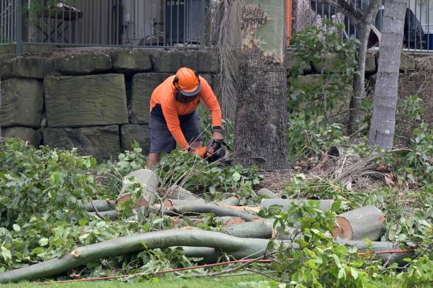 Best Tree Cabling and Bracing  in Tuckahoe, NY