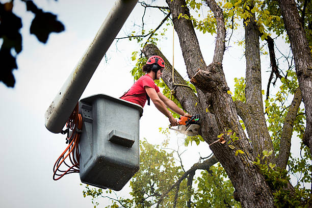 Best Tree Maintenance Programs  in Tuckahoe, NY